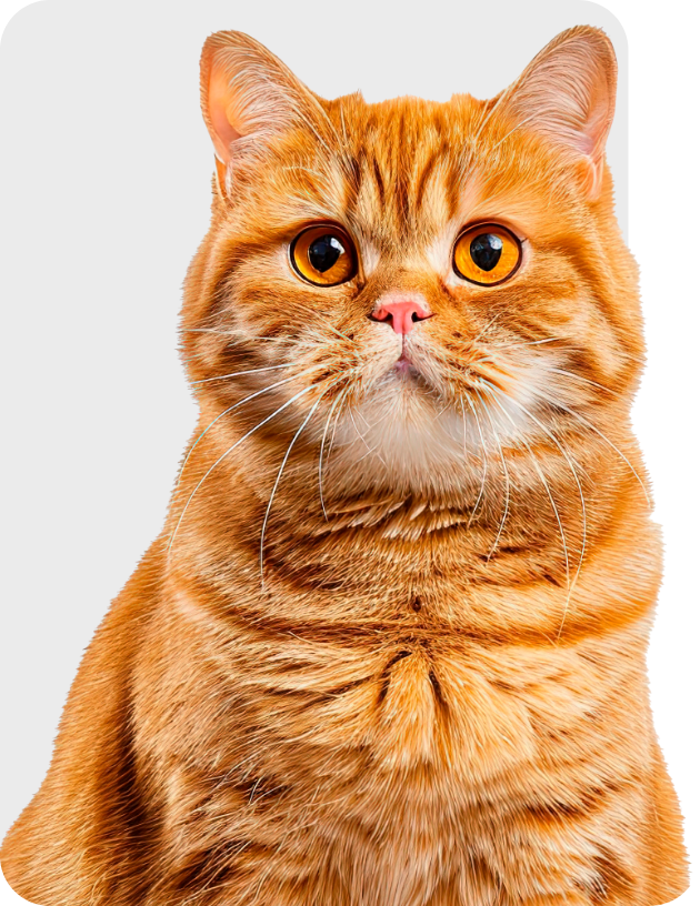 Vamos adotar um Gato?