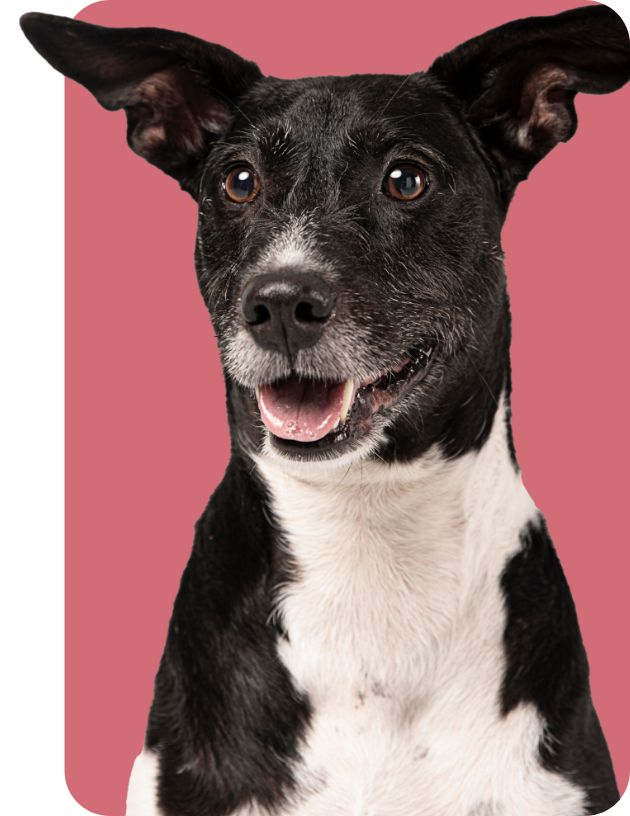 Vamos adotar um Cachorro?